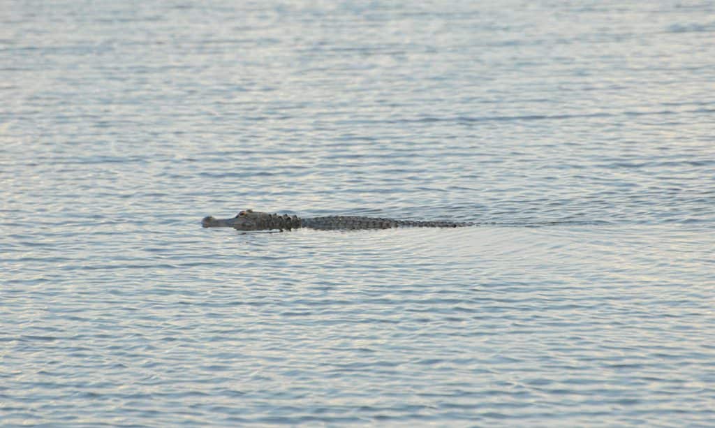 Lac Eufaula