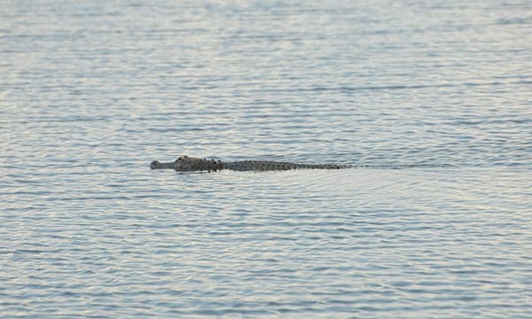 Are There Alligators in Alabama's Lake Eufaula? - A-Z Animals