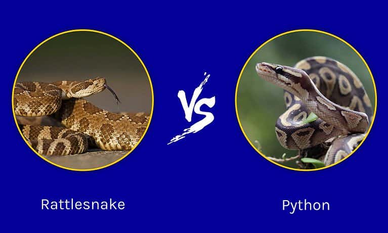 Florida Showdown: Who Emerges Victorious in a Rattlesnake vs. Python ...