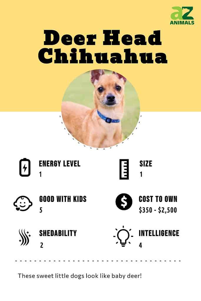 Chihuahua Weight Chart and Puppy Development Guide - Raised Right