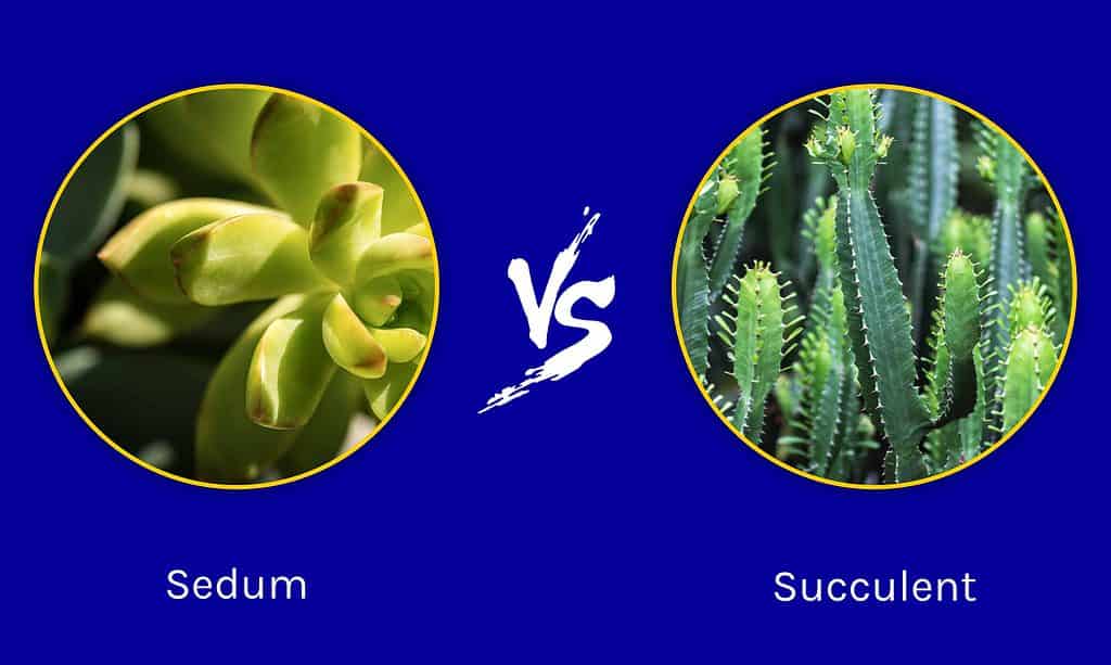 Sedum vs. Succulent