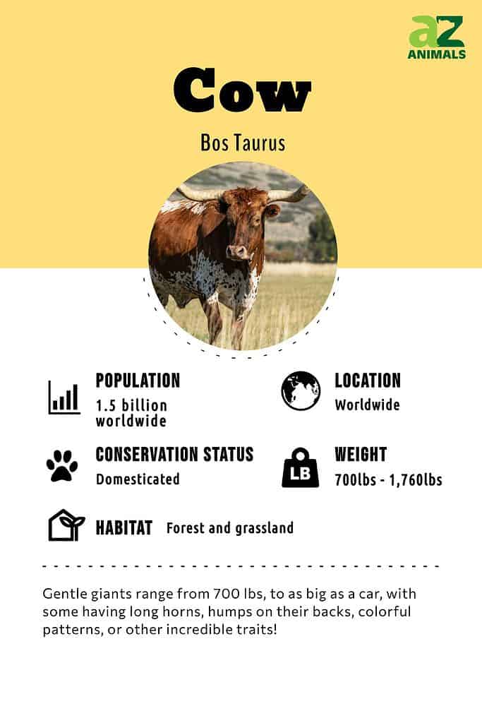 Cow Animal Facts | Bos Taurus - AZ Animals
