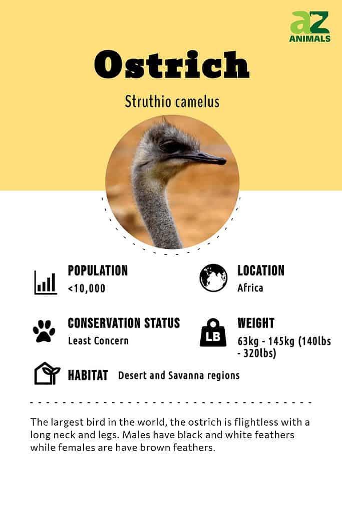 Ostrich Skin Structure