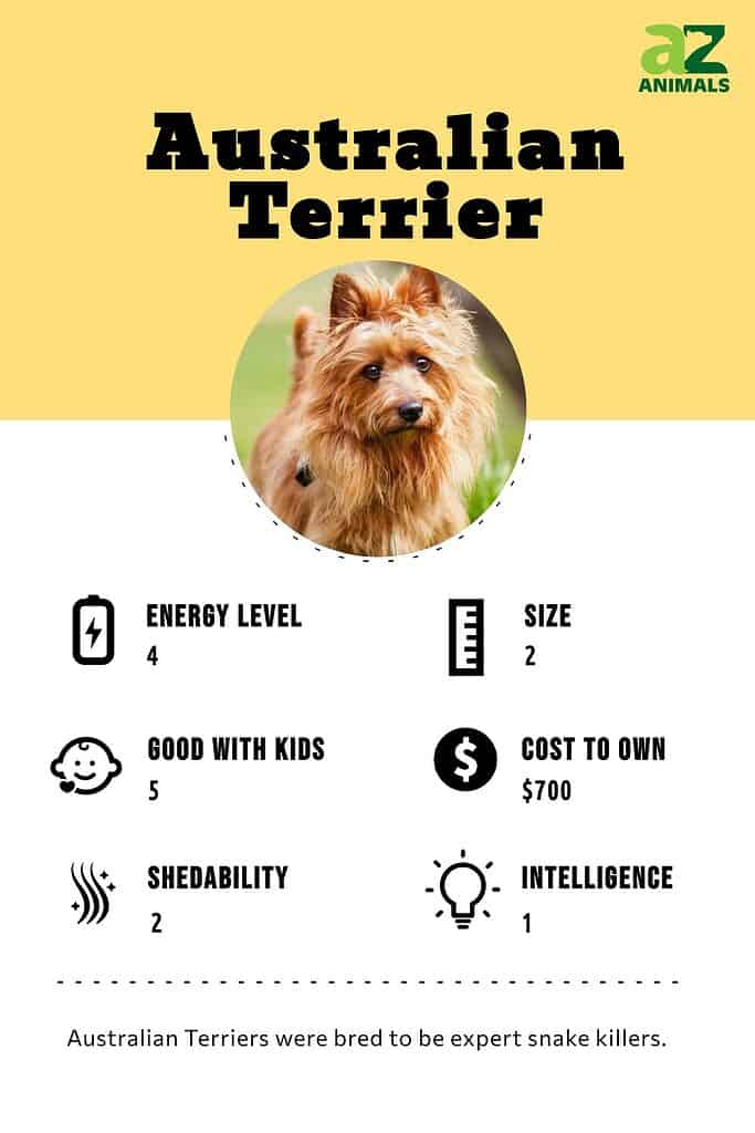 Australian Terrier infographic