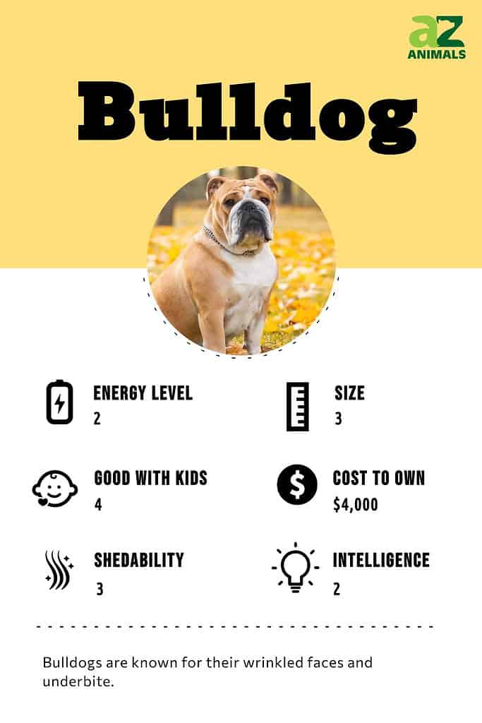 Bulldog infographic
