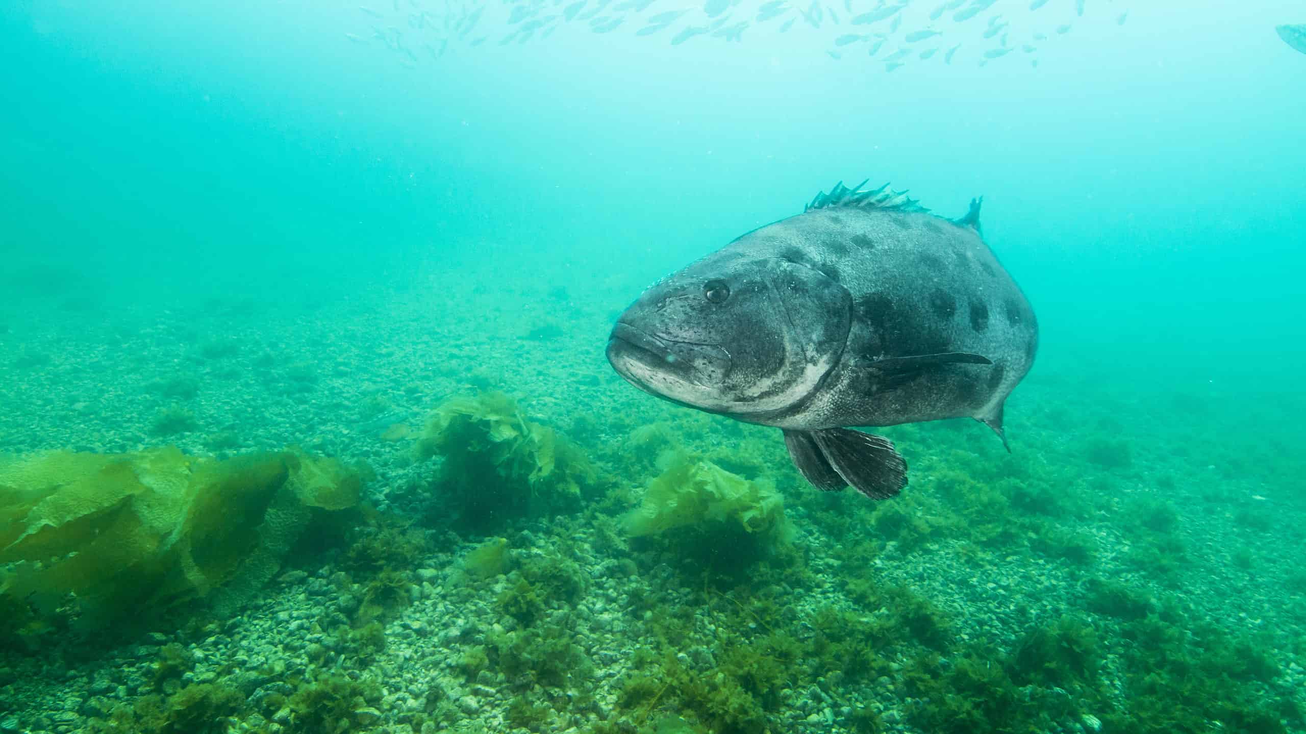 Black sea bass in green and blue water