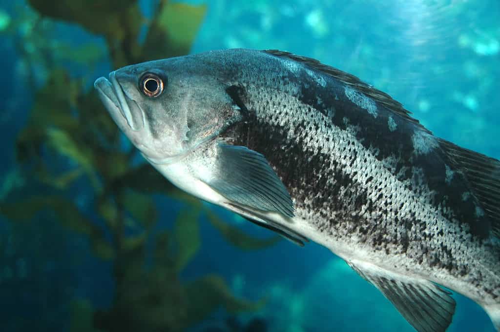 black sea bass in water