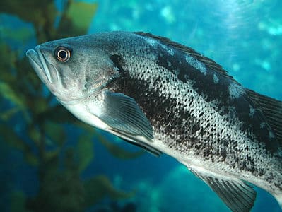 Fish: Different Types, Definitions, Photos, and More - A-Z Animals