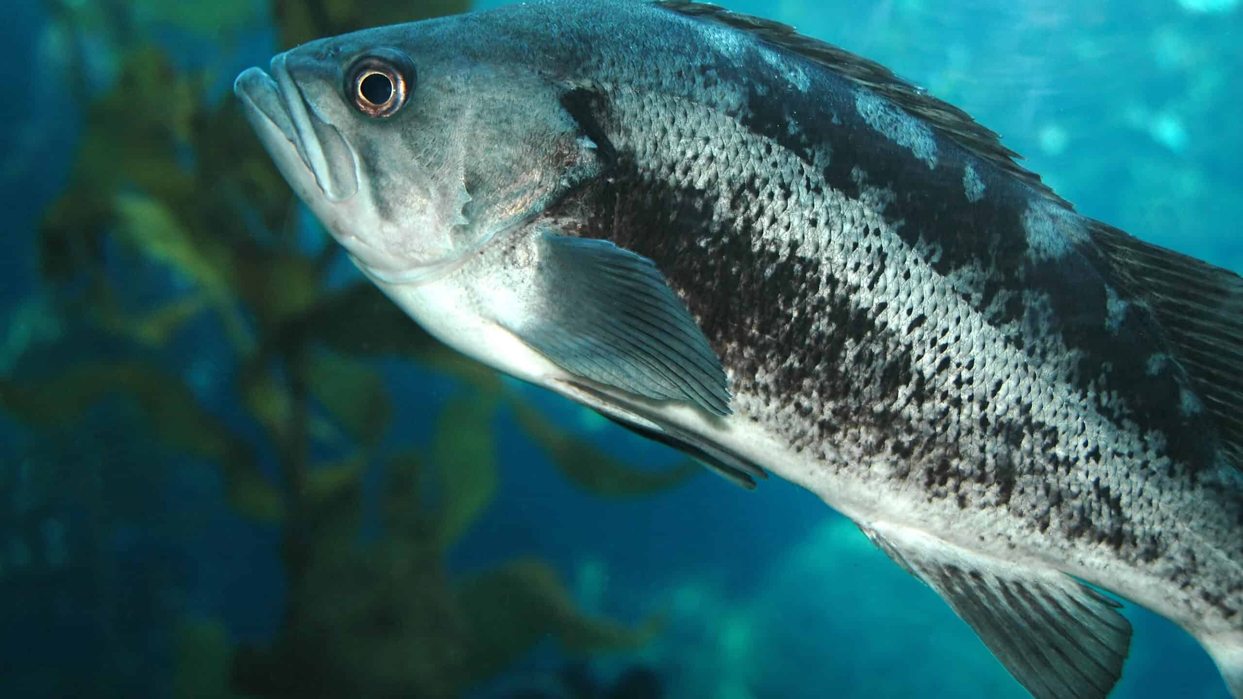 Black Bass Fish Facts - A-Z Animals