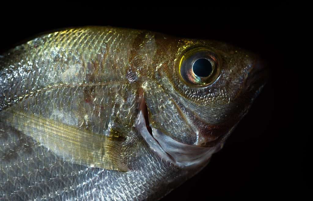 Close-up photo of bluefish in water