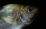 Bluefish