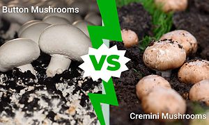 Button Mushrooms vs. Cremini Mushrooms Picture