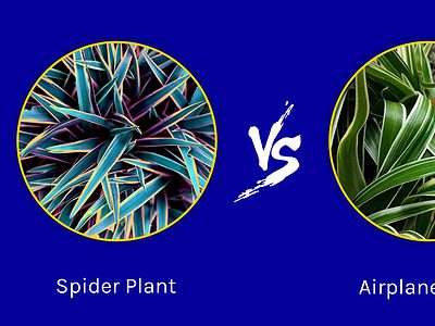 A Spider Plant vs. Airplane Plant: Is There a Difference?