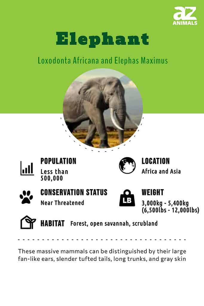 Elephant, Description, Habitat, Scientific Names, Weight, & Facts