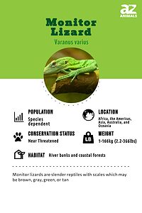 Monitor Lizard Animal Facts - A-Z Animals