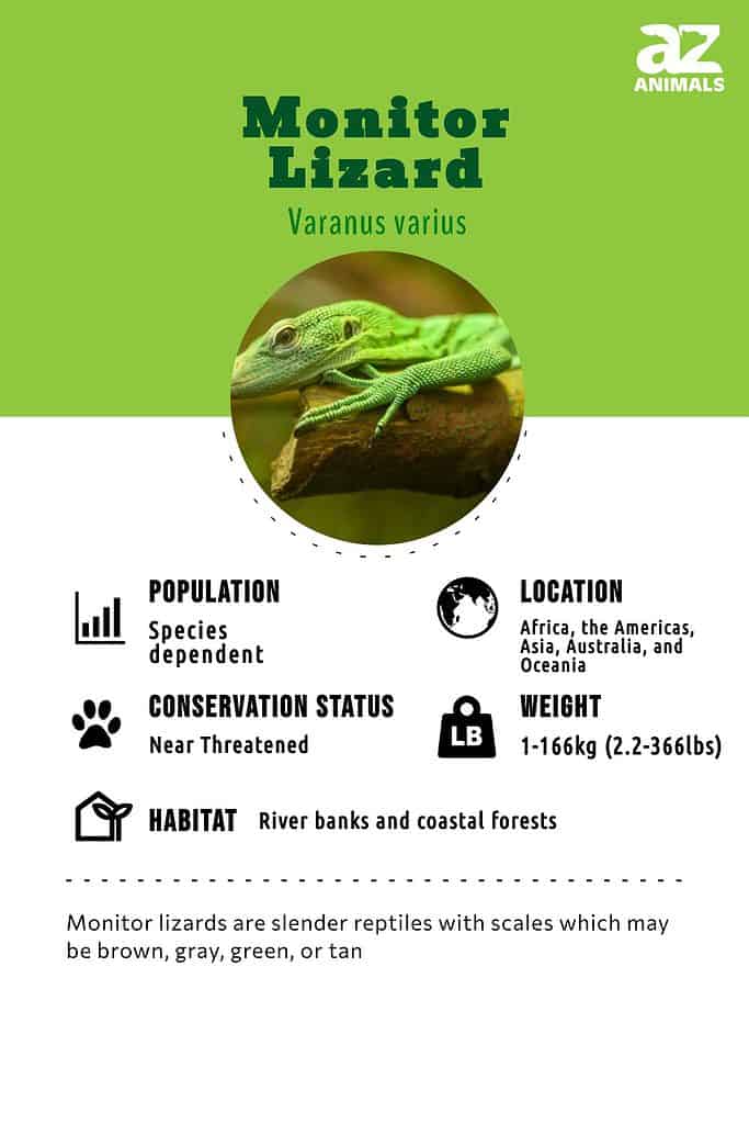 giant monitor lizard anatomy