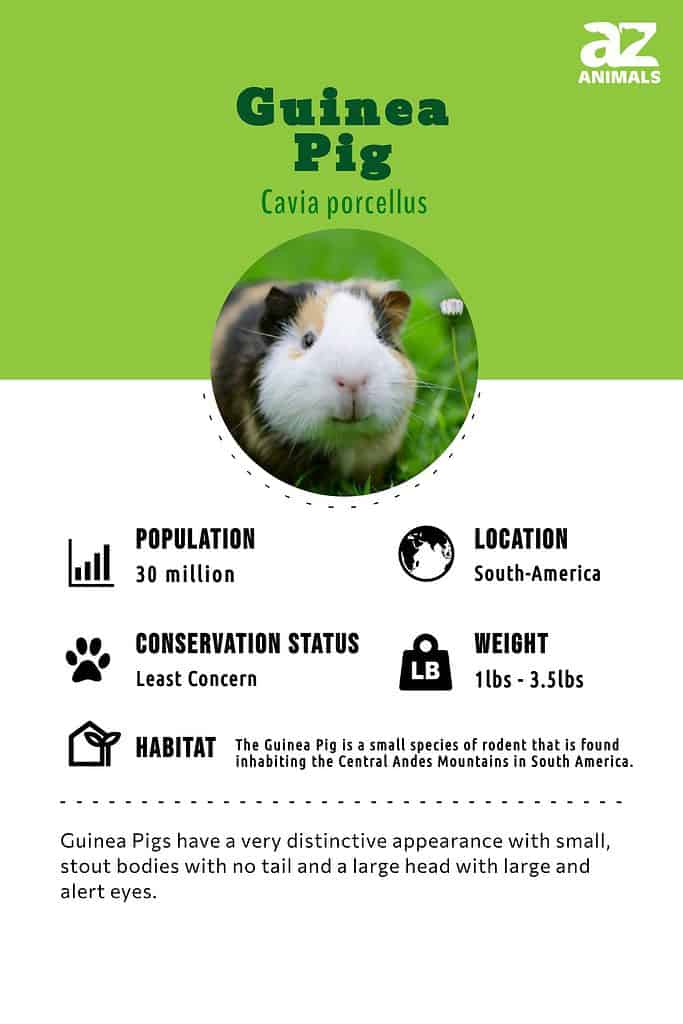 guinea-pig-animal-facts-cavia-porcellus-a-z-animals