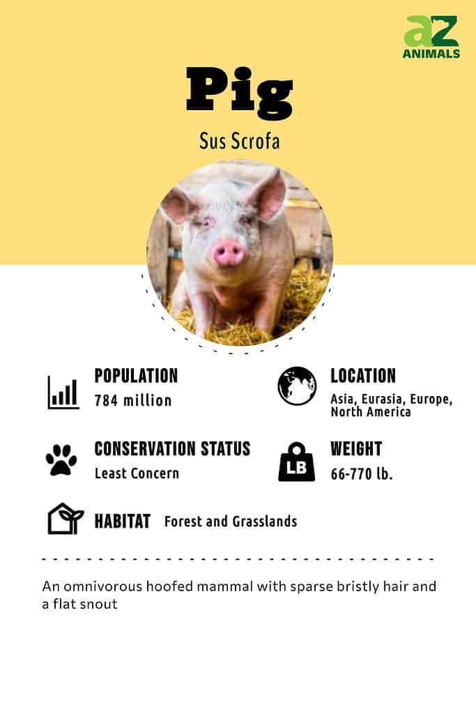 Pig Infographic
