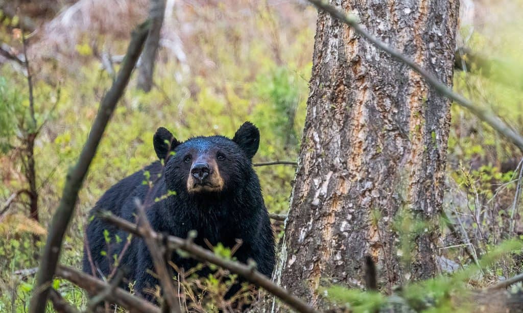 Louisiana black bear