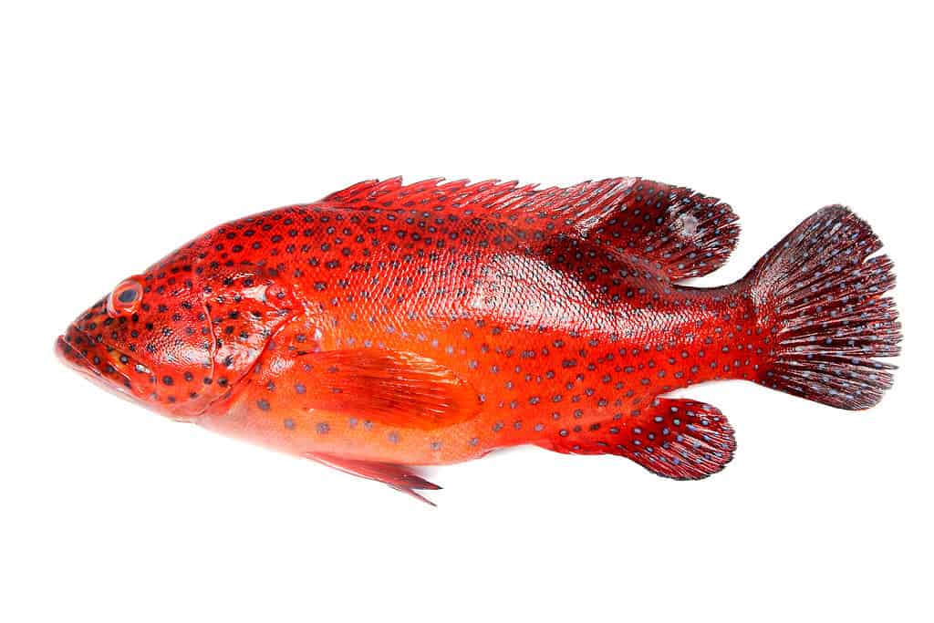 colorful red grouper
