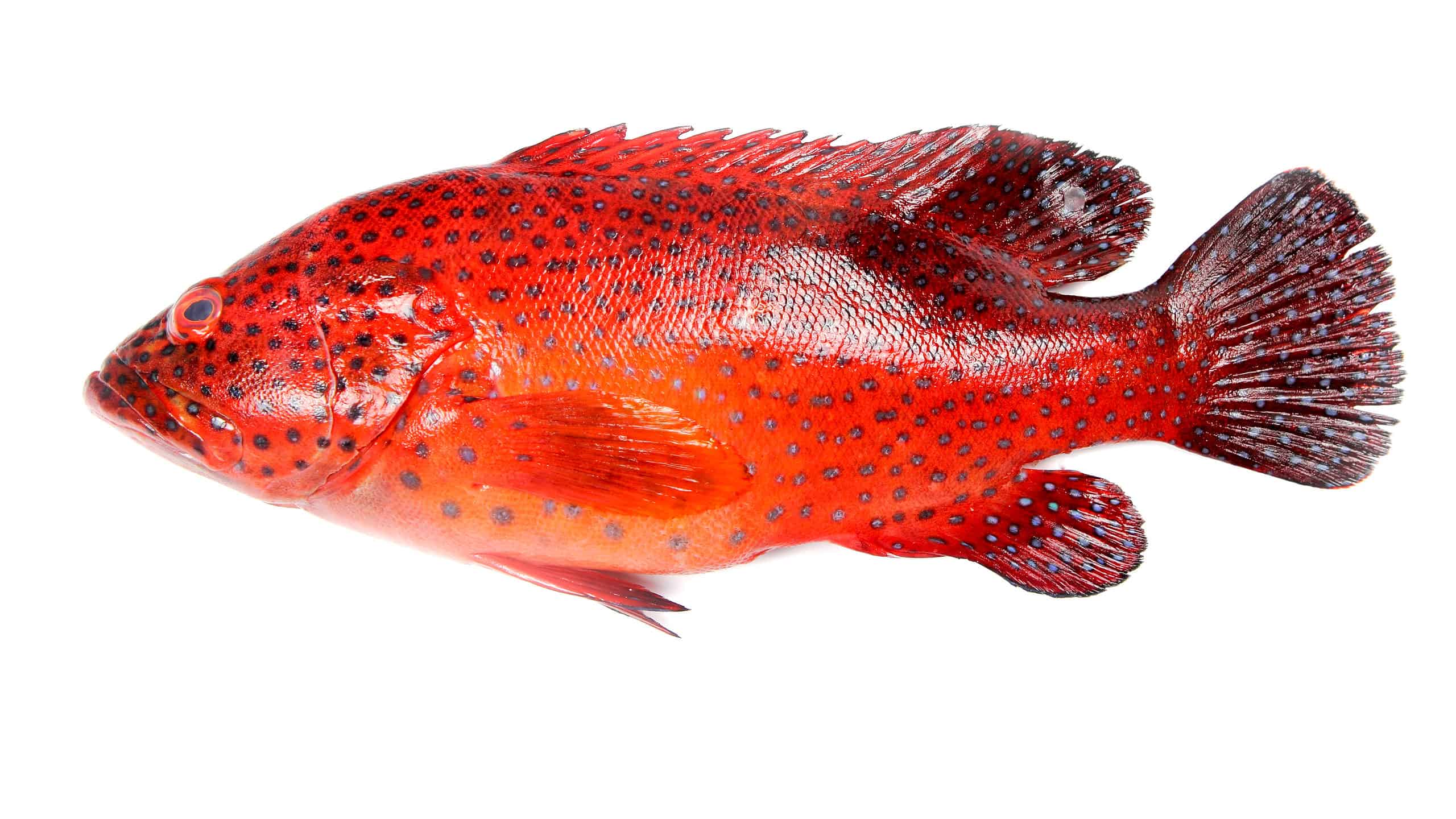 colorful red grouper