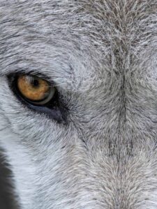 Wolf Spirit Animal Symbolism and Meaning Picture