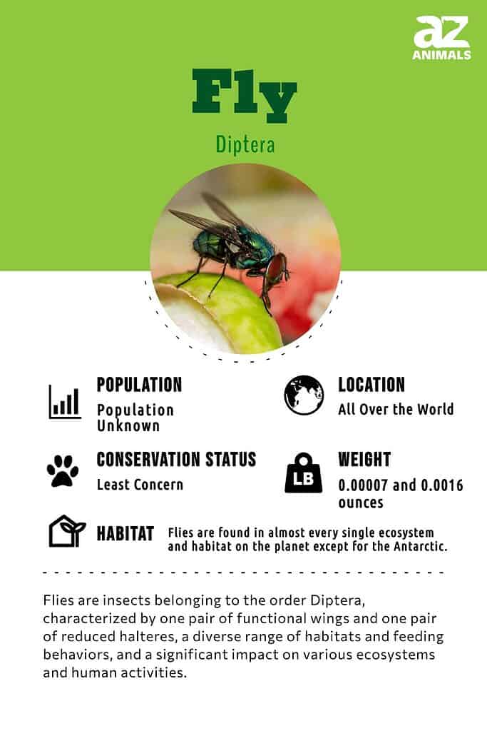 House & Fruit Fly Facts for Kids - What Do Flies Eat?