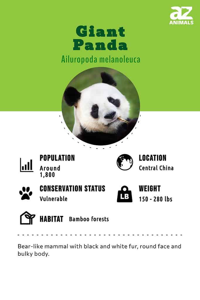 Giant Panda Diagram