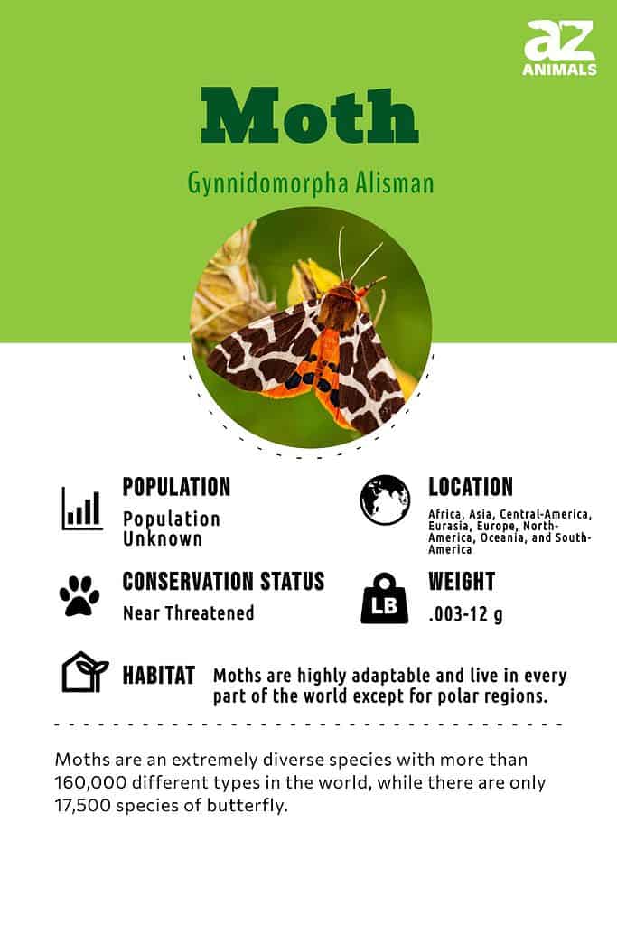 Pantry Moth vs. Clothes Moth: 9 Key Differences - A-Z Animals