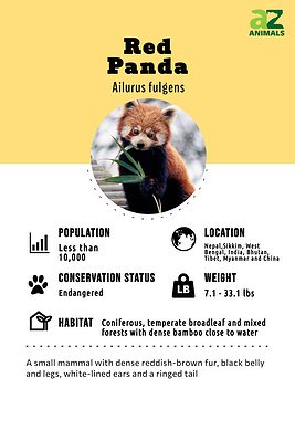 Red Panda Animal Facts | Ailurus fulgens - A-Z Animals