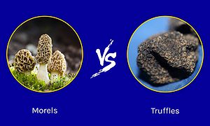 Morels vs. Truffles Picture