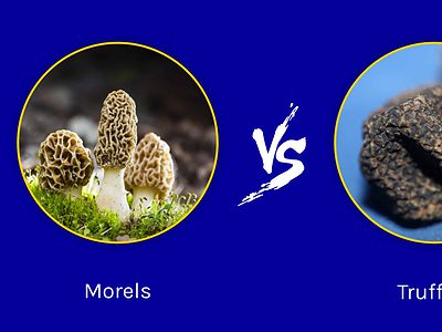 A Morels vs. Truffles