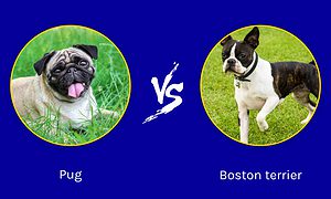 Oldest Pug vs. Oldest Boston Terrier: Who lived Longer? Picture