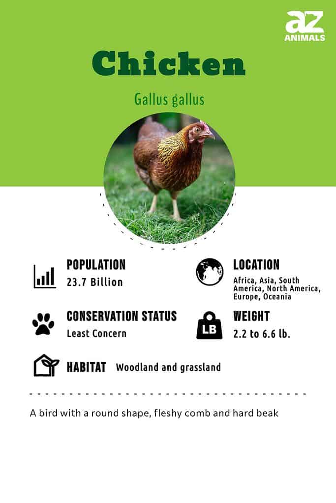 Chicken Bird Facts | Gallus gallus - AZ Animals
