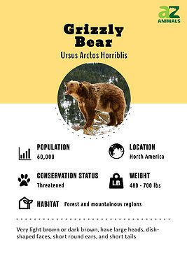 Grizzly Bear Animal Facts - Ursus Arctos Horriblis - A-Z Animals