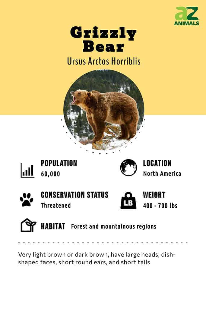 Grizzly Bear Animal Facts | Ursus Arctos Horriblis - AZ Animals