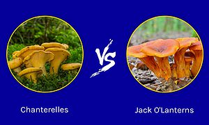 Chanterelles vs. Jack-o’lantern Mushrooms Picture