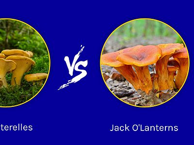 A Chanterelles vs. Jack-o’lantern Mushrooms