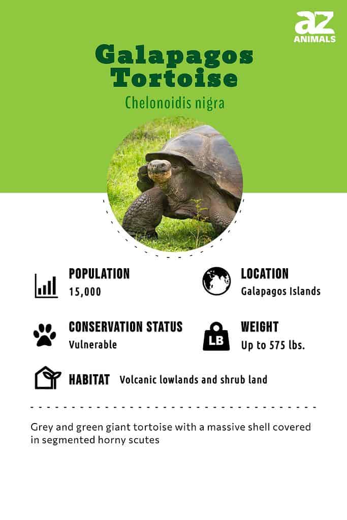 Galapagos Tortoise Animal Facts | Chelonoidis nigra - AZ Animals