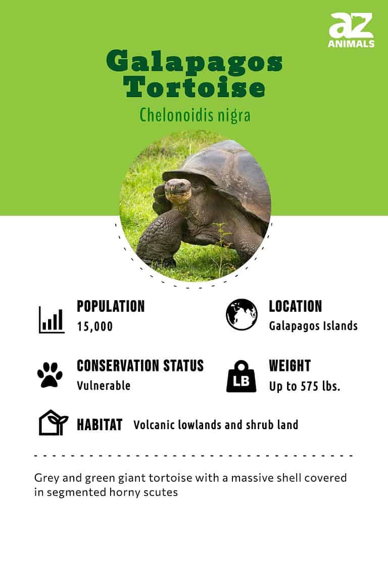 Galapagos Tortoise - A-Z Animals