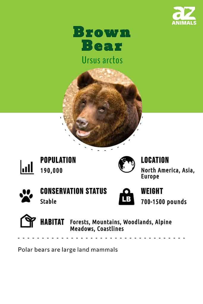 Brown Bear Animal Facts | Ursus arctos - AZ Animals