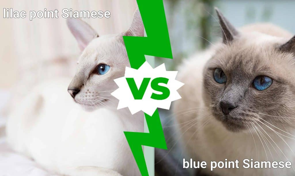 lilac point vs. blue point