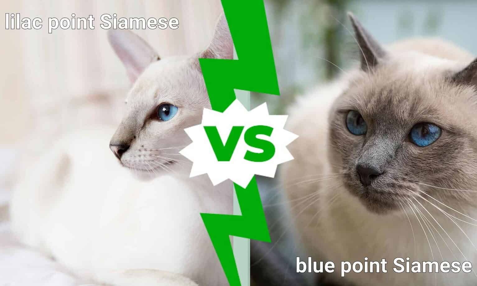 Lilac Point Siamese vs. Blue Point - A-Z Animals