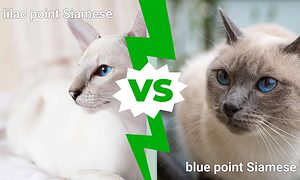 Lilac Point Siamese vs. Blue Point Picture