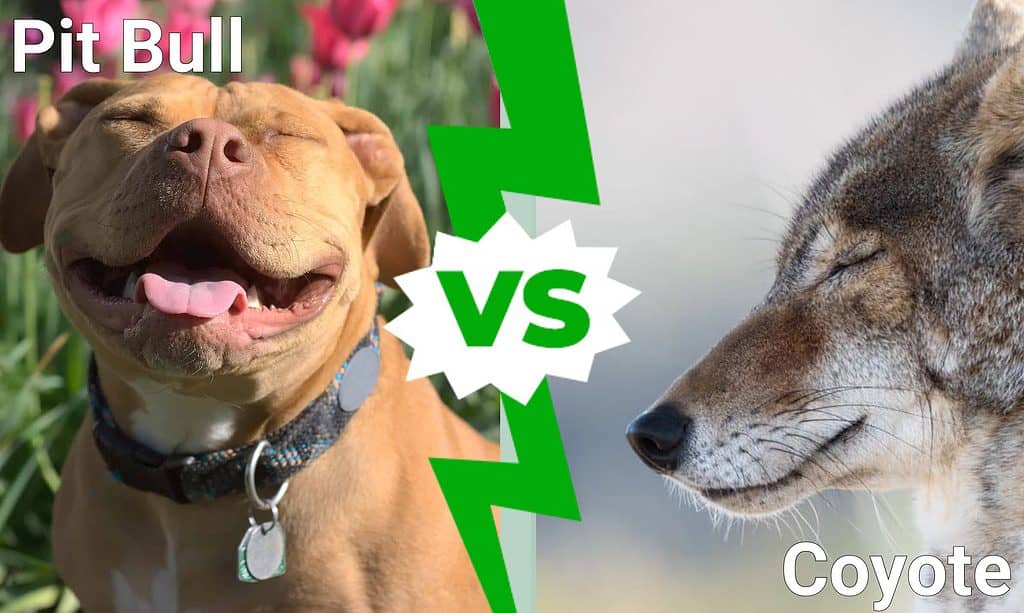 Pit Bull vs. Coyote