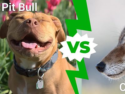 A Pit Bull vs. Coyote: Which Animal Would Win a Fight?