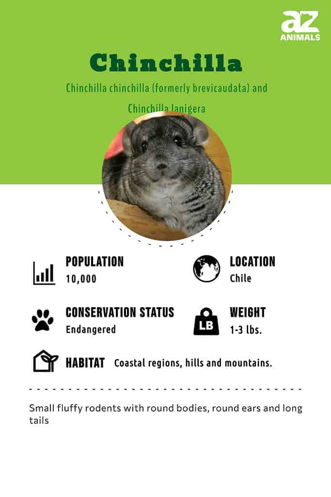 Chinchilla infographic