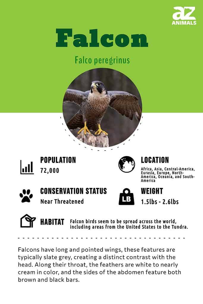 Birds of prey facts and conservation status