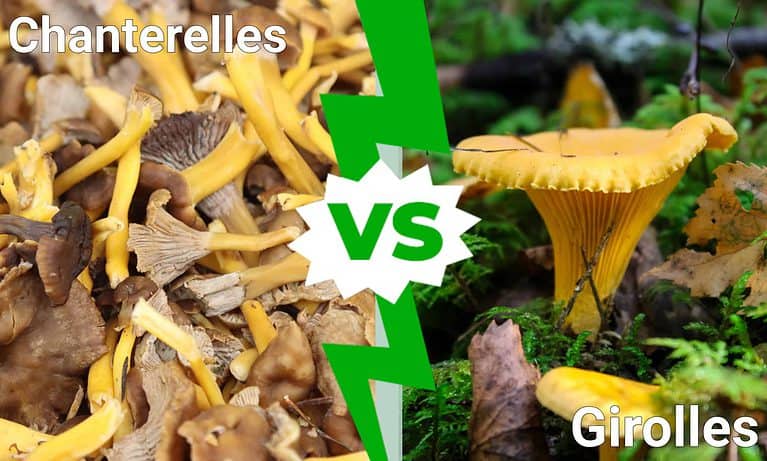 Chanterelles vs. Girolles