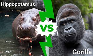Hippo vs. Gorilla: Which Animal Would Win in a Fight? Picture
